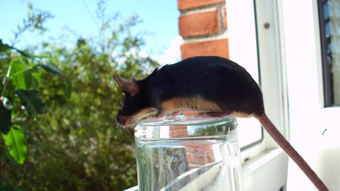 Mus Happy Mice's Helga - Helga nyder at få lov til bare at sidde i fred og ro og kigge ud af vinduet <3 billede 9