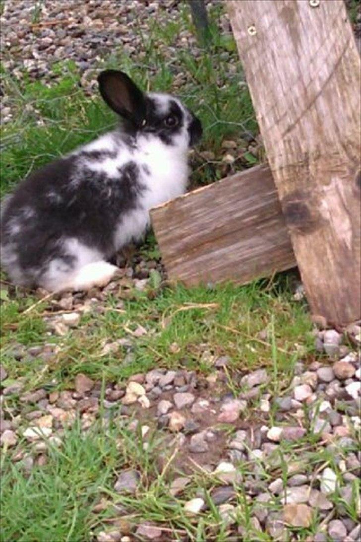 Kanin Stjernen´s Baby!<3 - Baby der kun er ca 2-3 månder!<3:-* billede 10