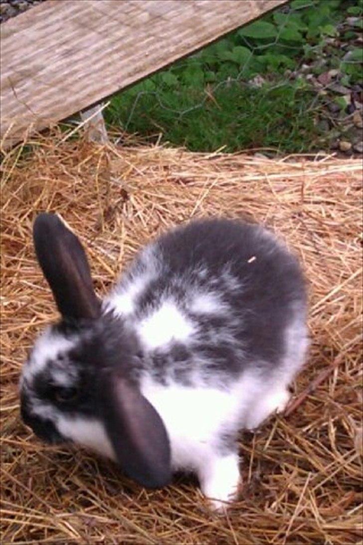 Kanin Stjernen´s Baby!<3 - Baby som baby!<3 :-* i halmen <3 billede 3