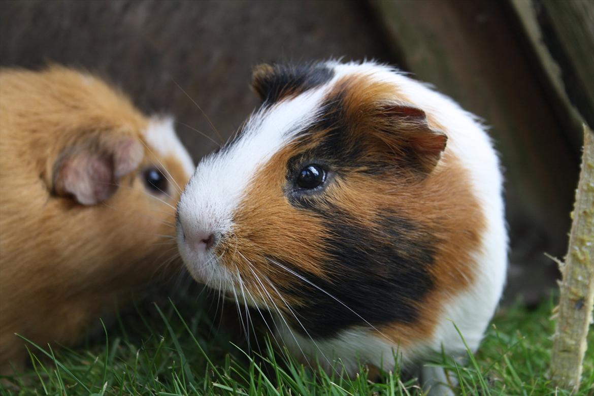 Marsvin Tøsen Aka. Gnaske <3 - TT = TeamOink <3 D. 22. juli 2011
MMB|Foto billede 6