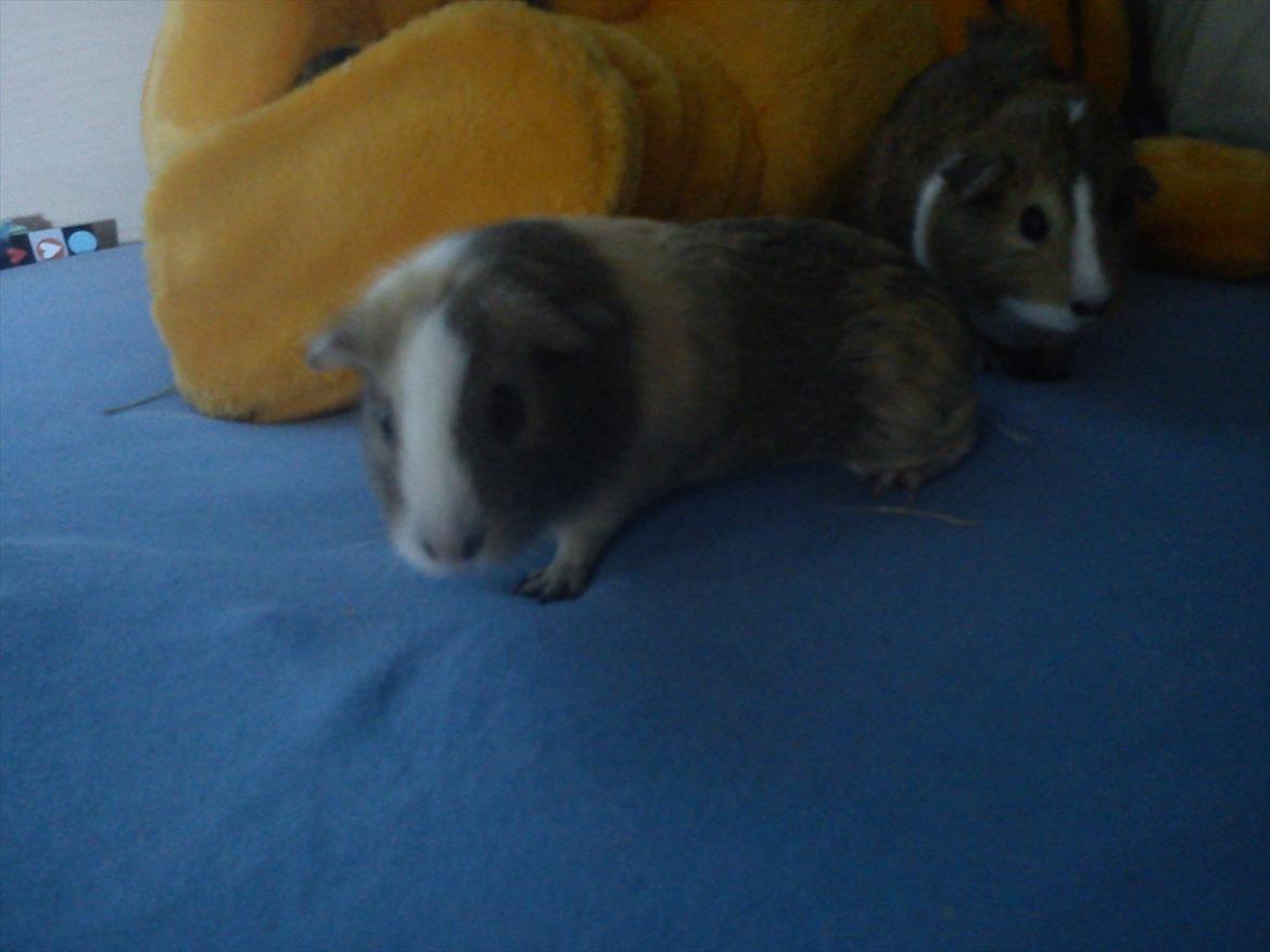 Marsvin Aphrodite R.I.P billede 8