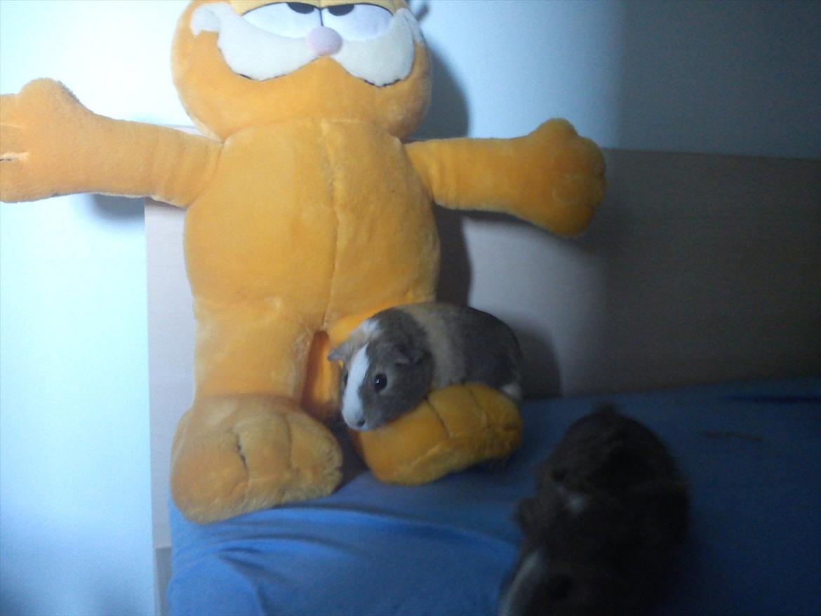 Marsvin Aphrodite R.I.P billede 9