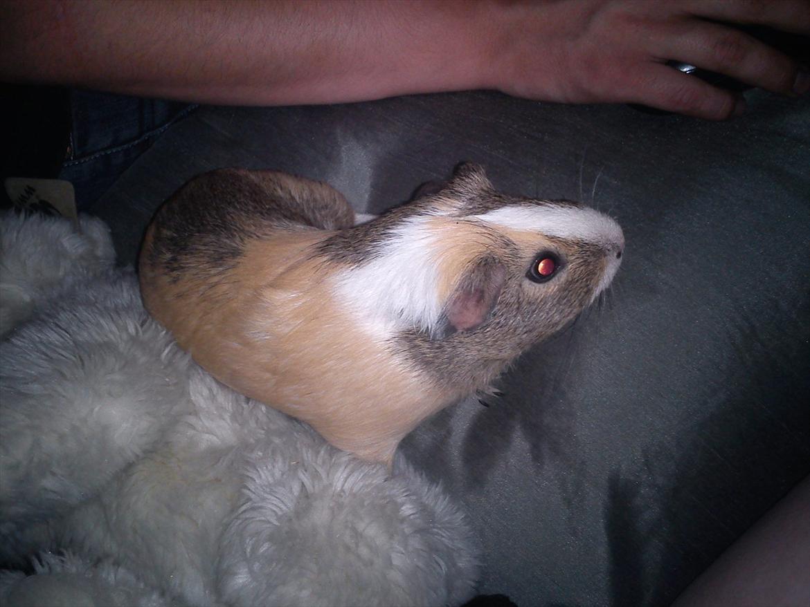 Marsvin Aphrodite R.I.P billede 10