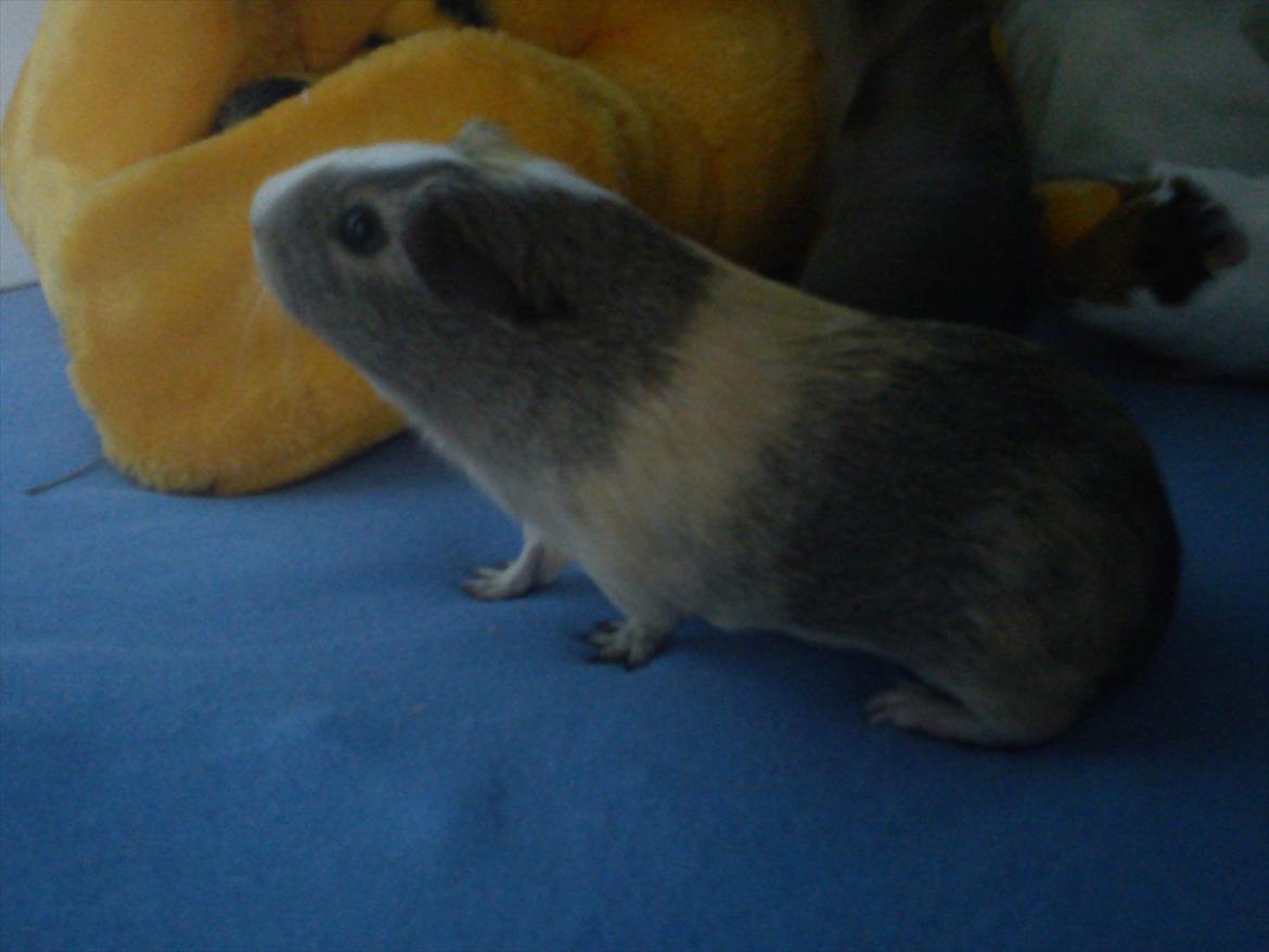 Marsvin Aphrodite R.I.P billede 11