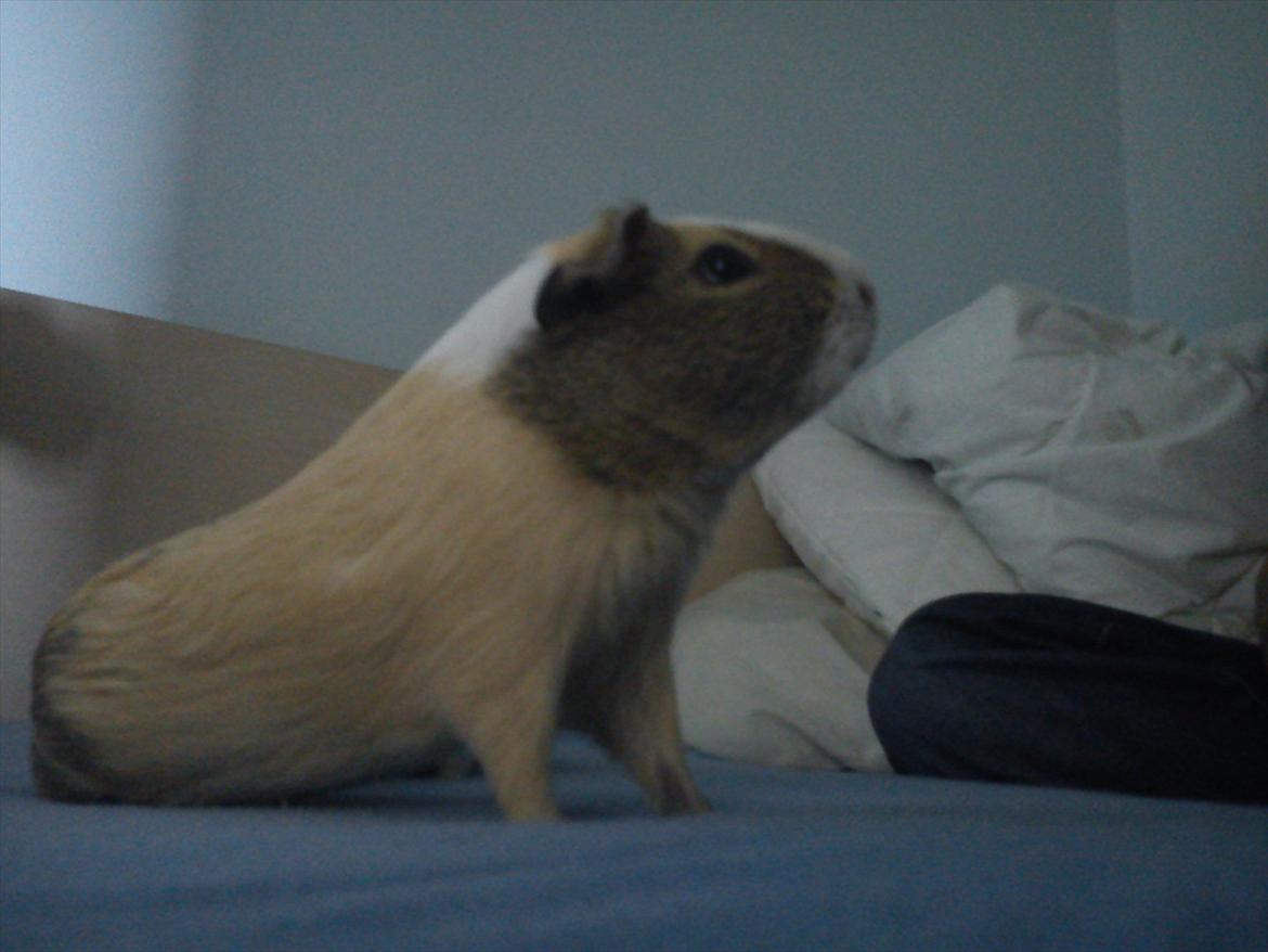 Marsvin Aphrodite R.I.P billede 1