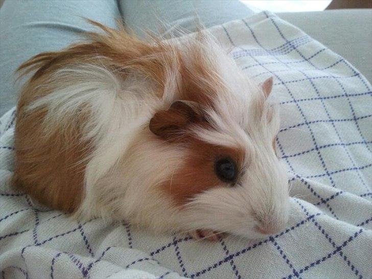 Marsvin Charlie - Baby billede billede 13