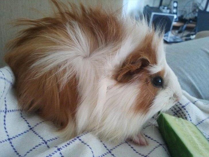 Marsvin Charlie - Baby billede billede 14