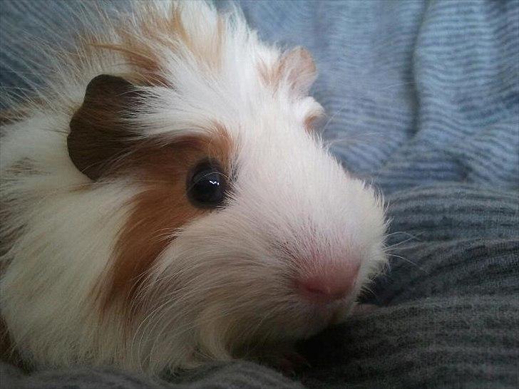 Marsvin Charlie - Baby billede billede 15