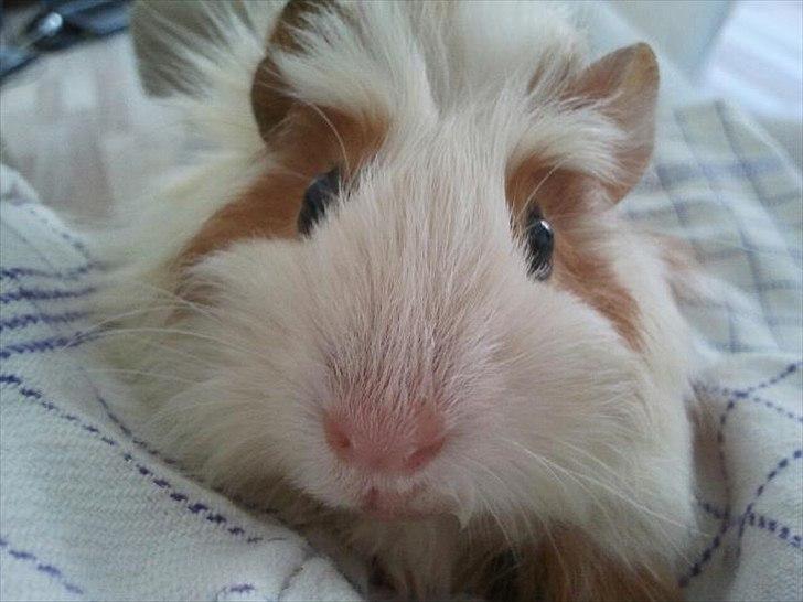 Marsvin Charlie - Her starter hans baby billeder :) billede 12