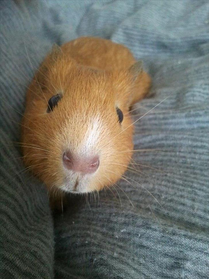 Marsvin Ingolf - Baby billede billede 30