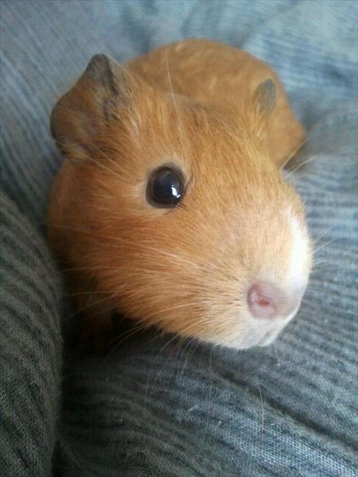 Marsvin Ingolf - Baby billede billede 25