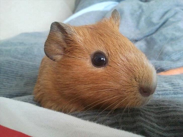 Marsvin Ingolf - Her starter billederne fra da han var en lille baby :) billede 24