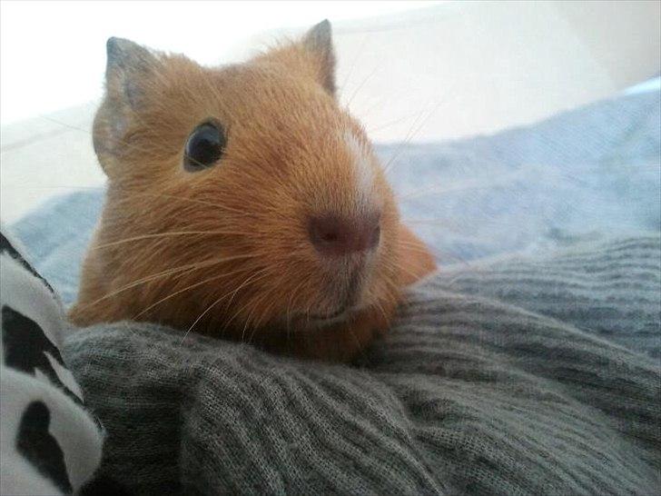 Marsvin Ingolf - Baby billede billede 27