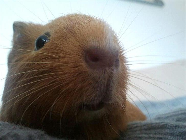 Marsvin Ingolf - Baby billede billede 28