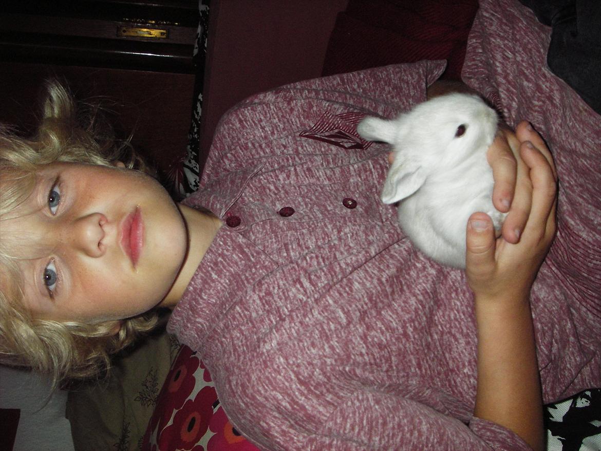 Kanin La Niña Blanca fra ~Stald-Spire©~ - Min bror holder Blanca billede 11