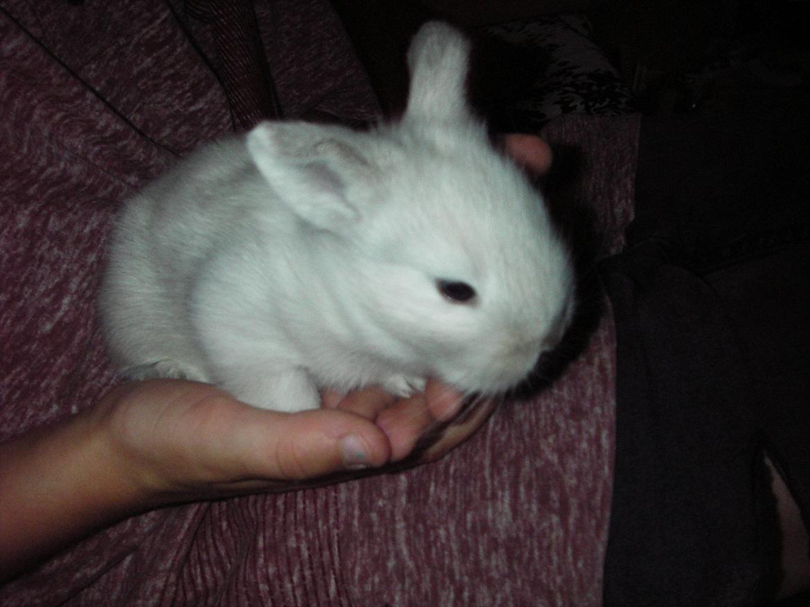 Kanin La Niña Blanca fra ~Stald-Spire©~ billede 12
