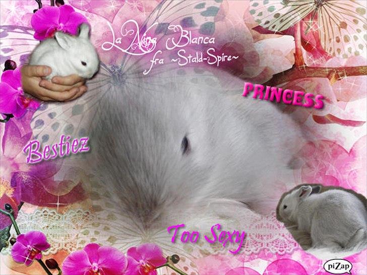 Kanin La Niña Blanca fra ~Stald-Spire©~ - Velkommen til Blancas profil! billede 1