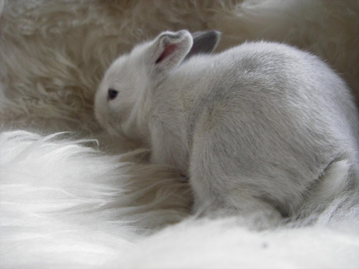 Kanin La Niña Blanca fra ~Stald-Spire©~ billede 13