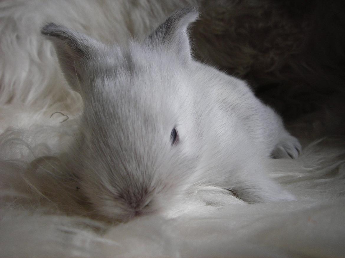 Kanin La Niña Blanca fra ~Stald-Spire©~ billede 14