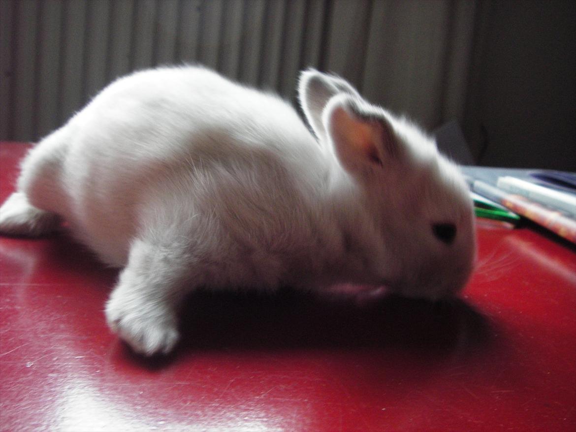 Kanin La Niña Blanca fra ~Stald-Spire©~ billede 15