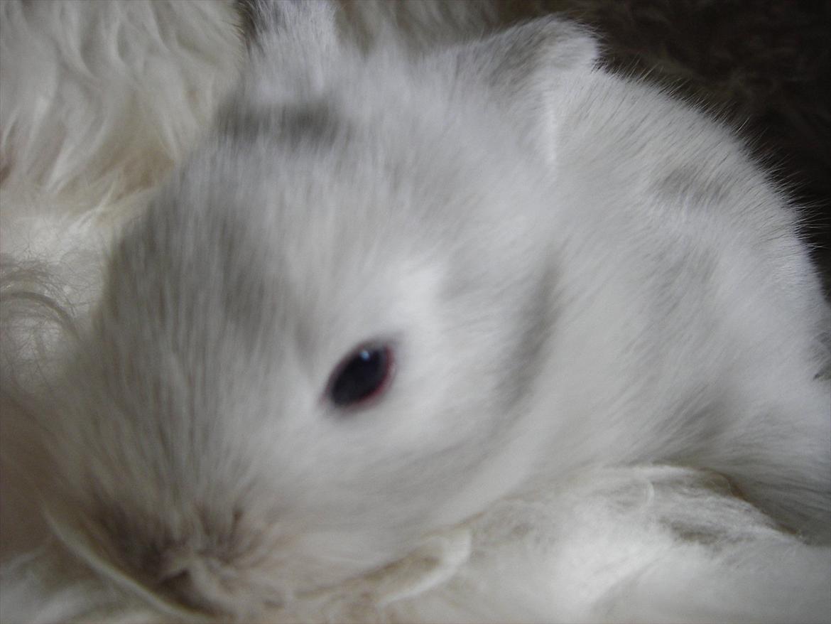 Kanin La Niña Blanca fra ~Stald-Spire©~ billede 16