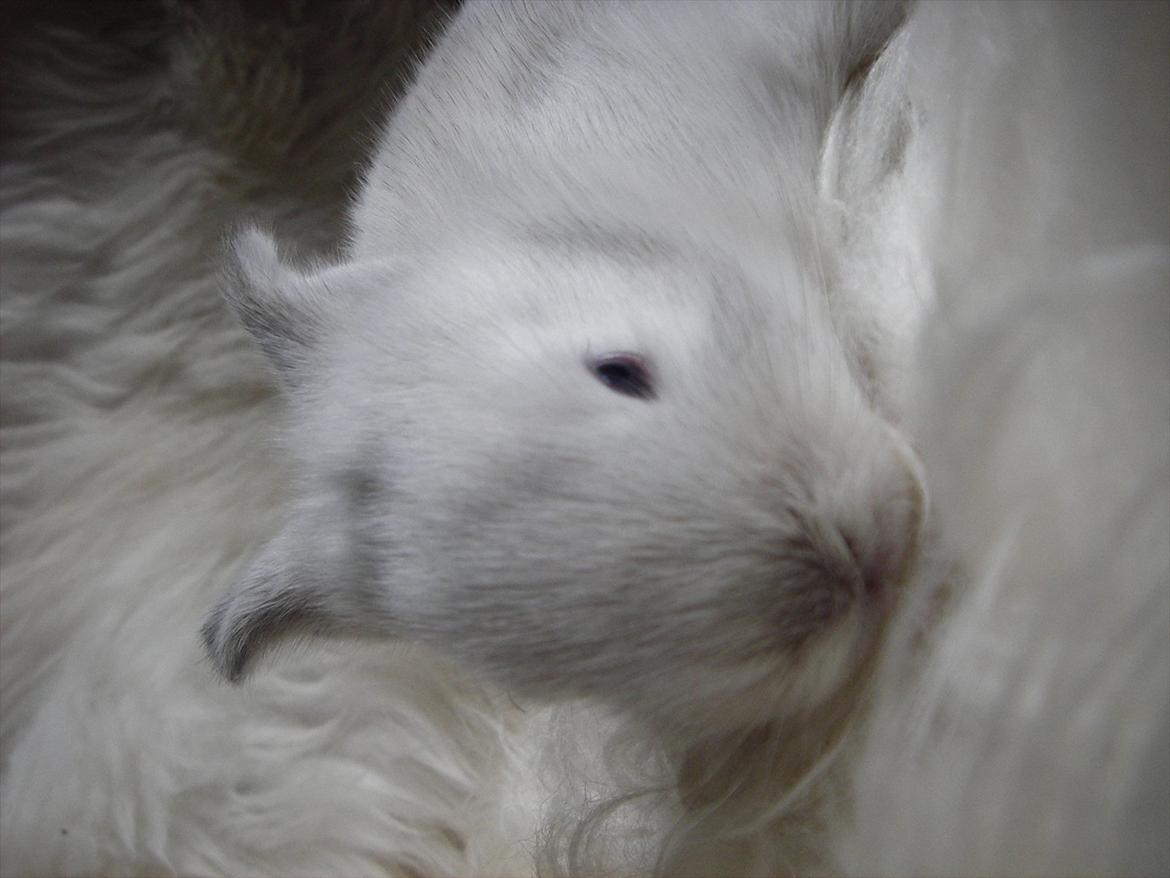 Kanin La Niña Blanca fra ~Stald-Spire©~ billede 17