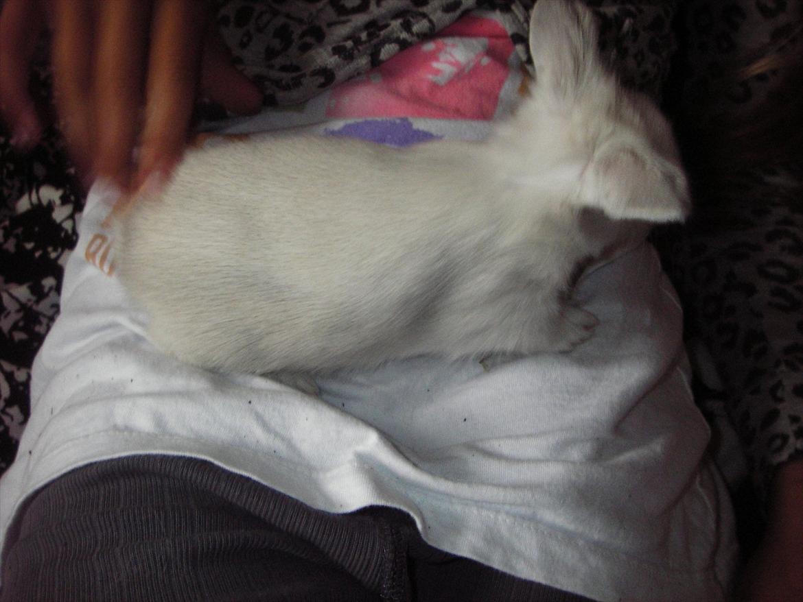 Kanin La Niña Blanca fra ~Stald-Spire©~ - Dejligt at være blevet 2 uger! billede 19