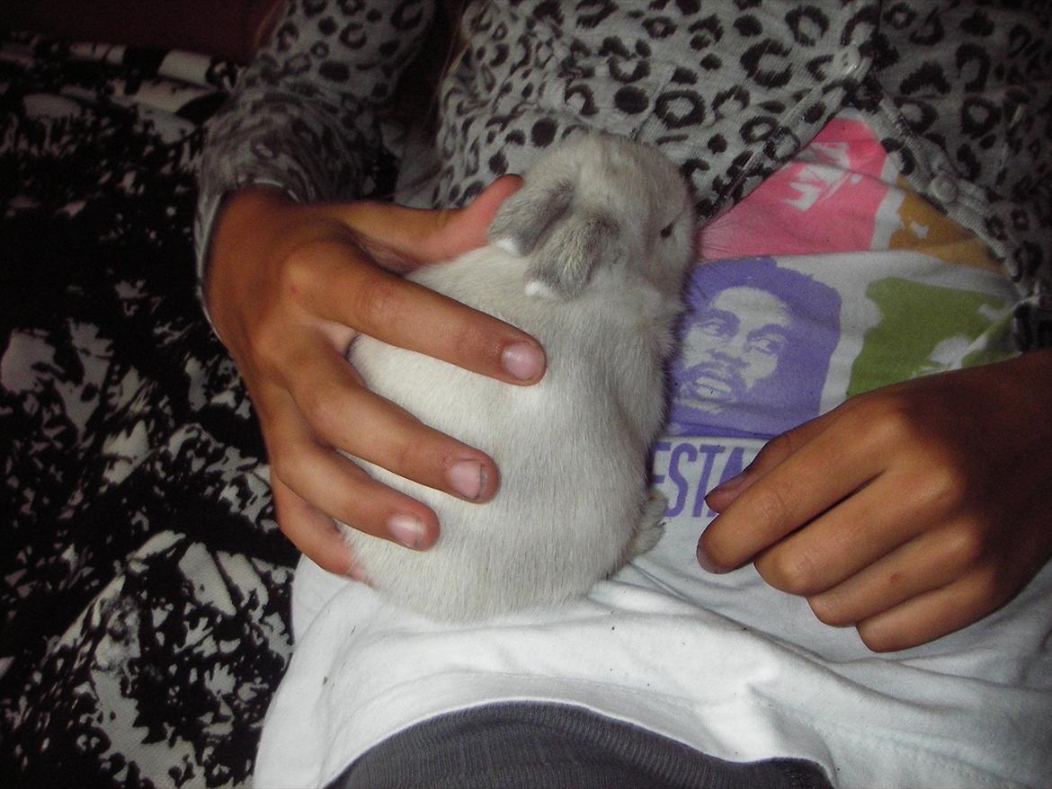 Kanin La Niña Blanca fra ~Stald-Spire©~ billede 20