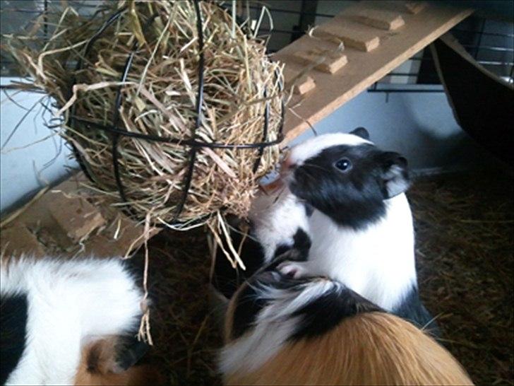 Marsvin Nadie - hihi jeg står da bare op af mors ryg, så kan jeg nå hø-kuglen :) billede 10
