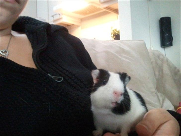 Marsvin Nadie - putter lige lidt ved madmor billede 11