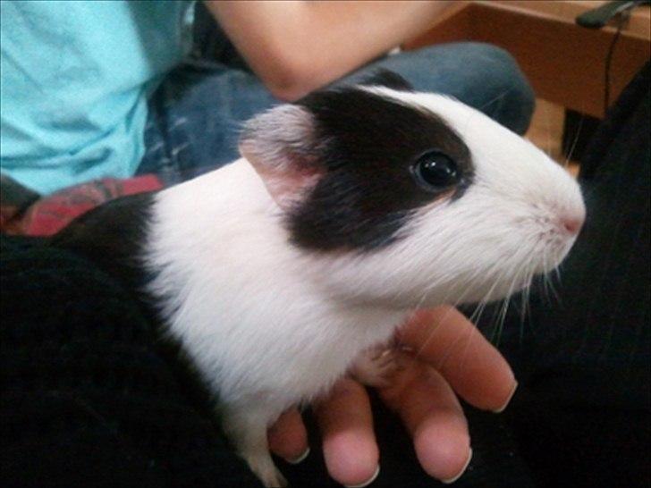 Marsvin Nadie - hov min mor kaldte...men jeg kan ik se hende... billede 12