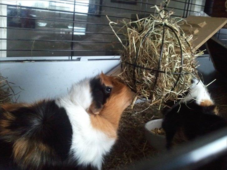 Marsvin Tamaya - spiser af den nye hø-kugle billede 19