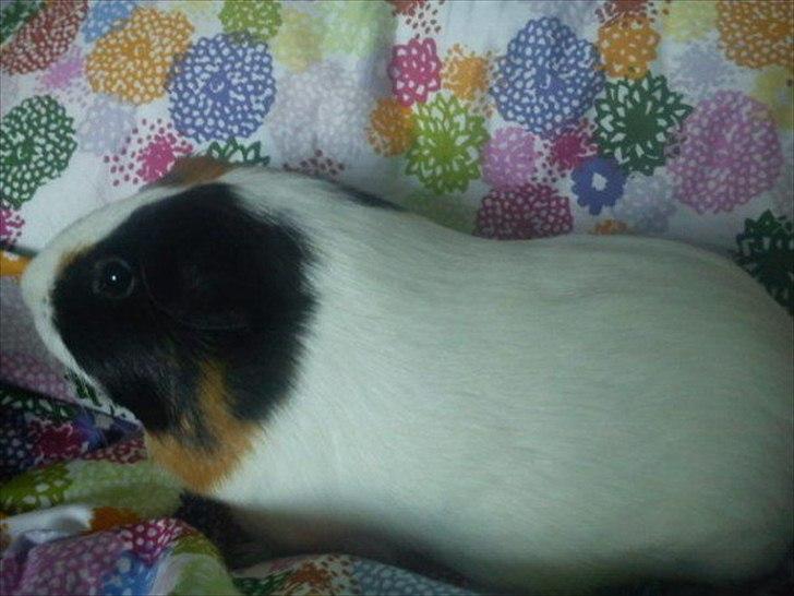 Marsvin Nulle :-D - Den smukke sidder og putter i dynen billede 6