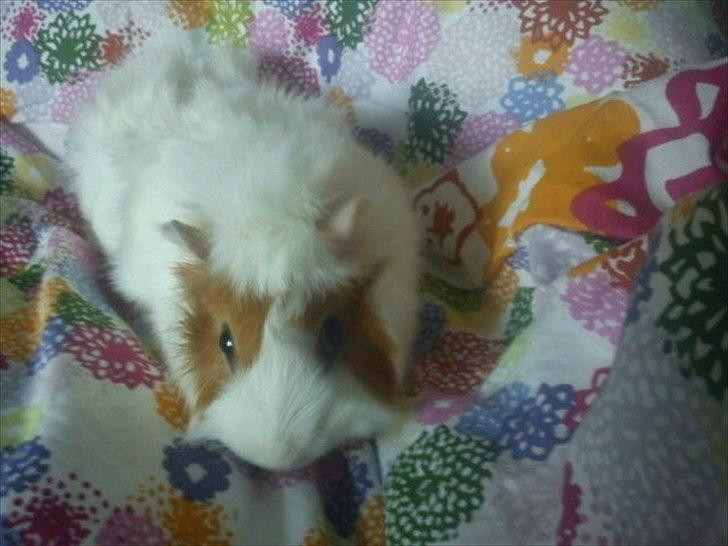 Marsvin Mulle :-* <3 - Putte, putte..  billede 10