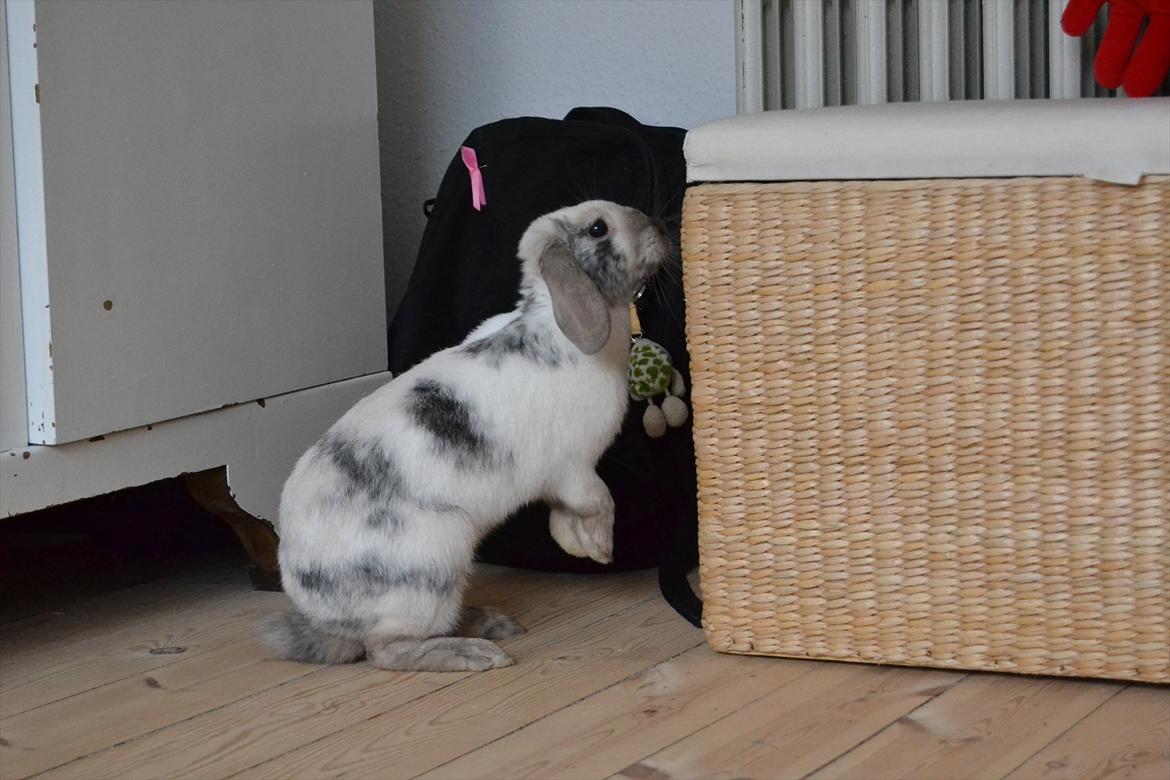 Kanin Æblehavens Mozilla Firefox billede 15