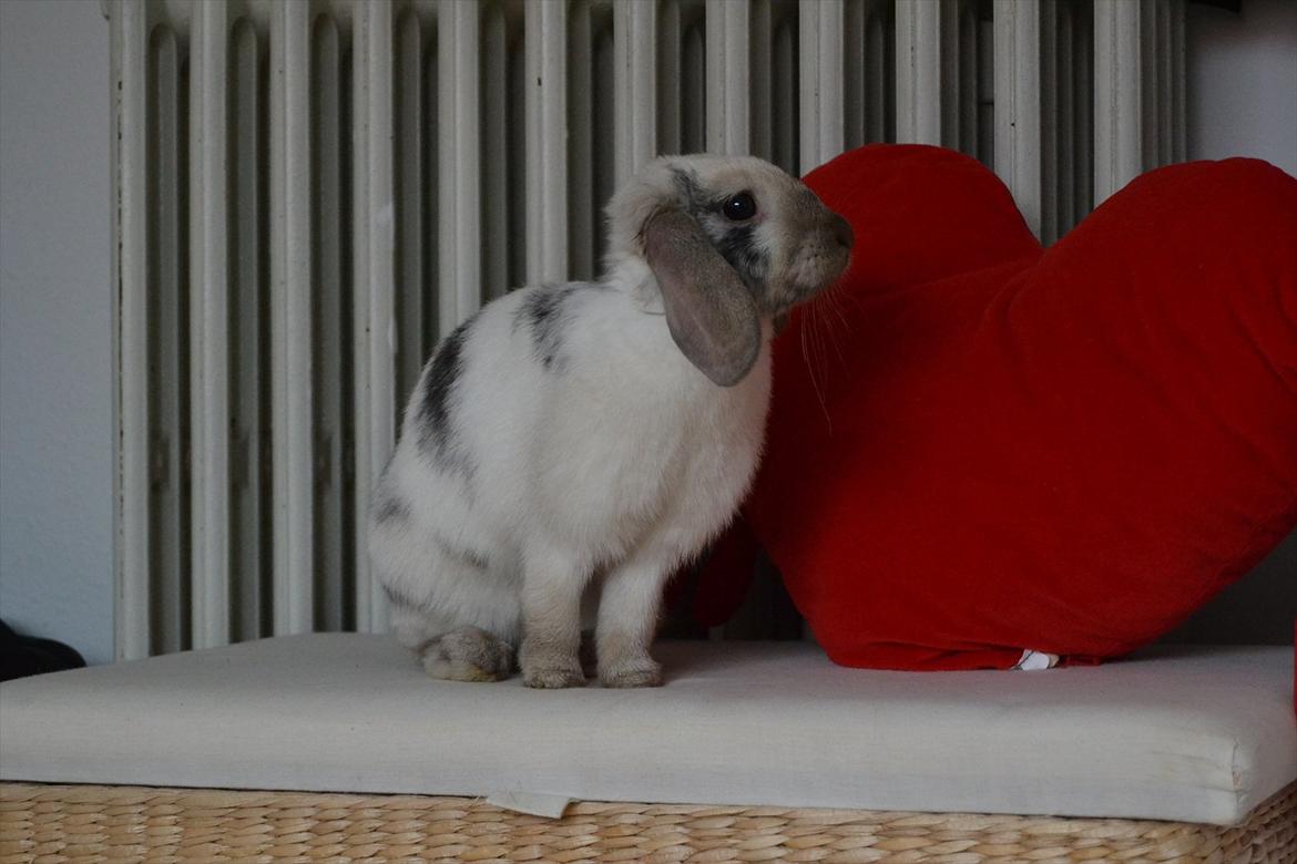 Kanin Æblehavens Mozilla Firefox billede 16