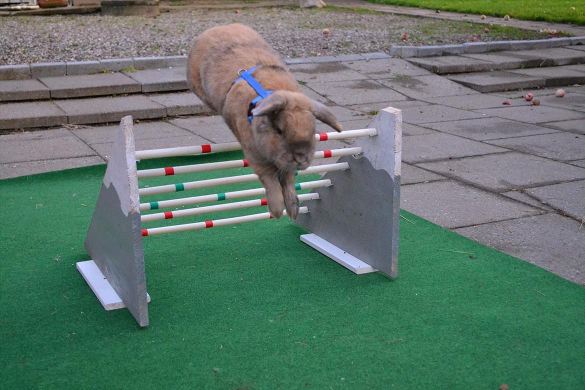 Kanin Viktor - 2# Viktor hopper "Bjerget" med alle pindene på :D <3 billede 2