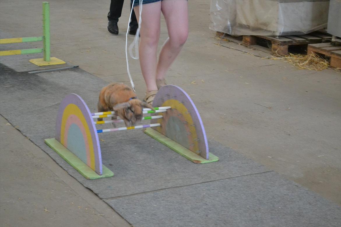 Kanin Viktor - 14# Hopstævne, Let Lige, i Haderslev d. 2. August 2011.
Her fik Viktor sin anden pind i Let Lige :D <3
Foto: Schmatz Photography billede 14