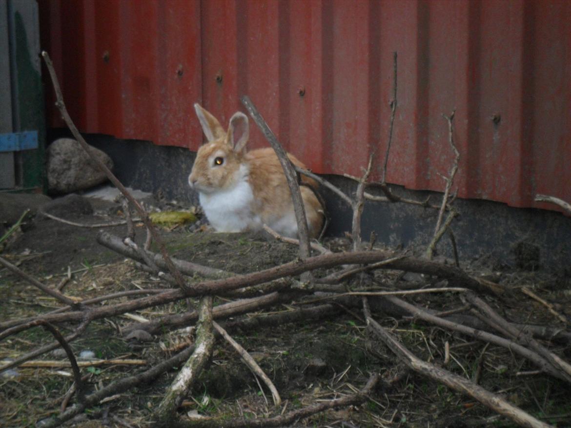 Kanin Noname<3*SAVNET* billede 13