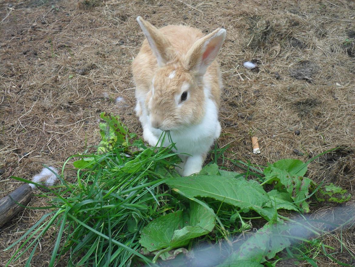 Kanin Noname<3*SAVNET* billede 4