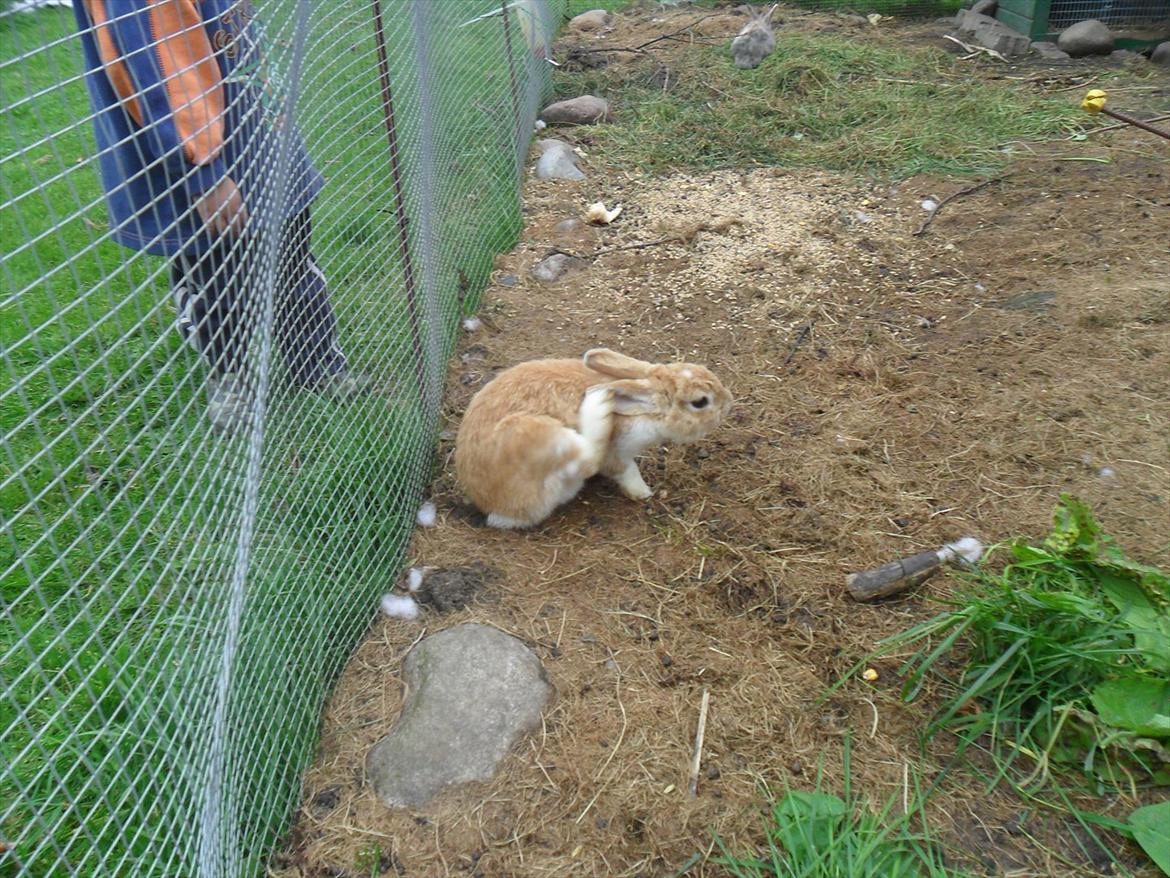 Kanin Noname<3*SAVNET* billede 5