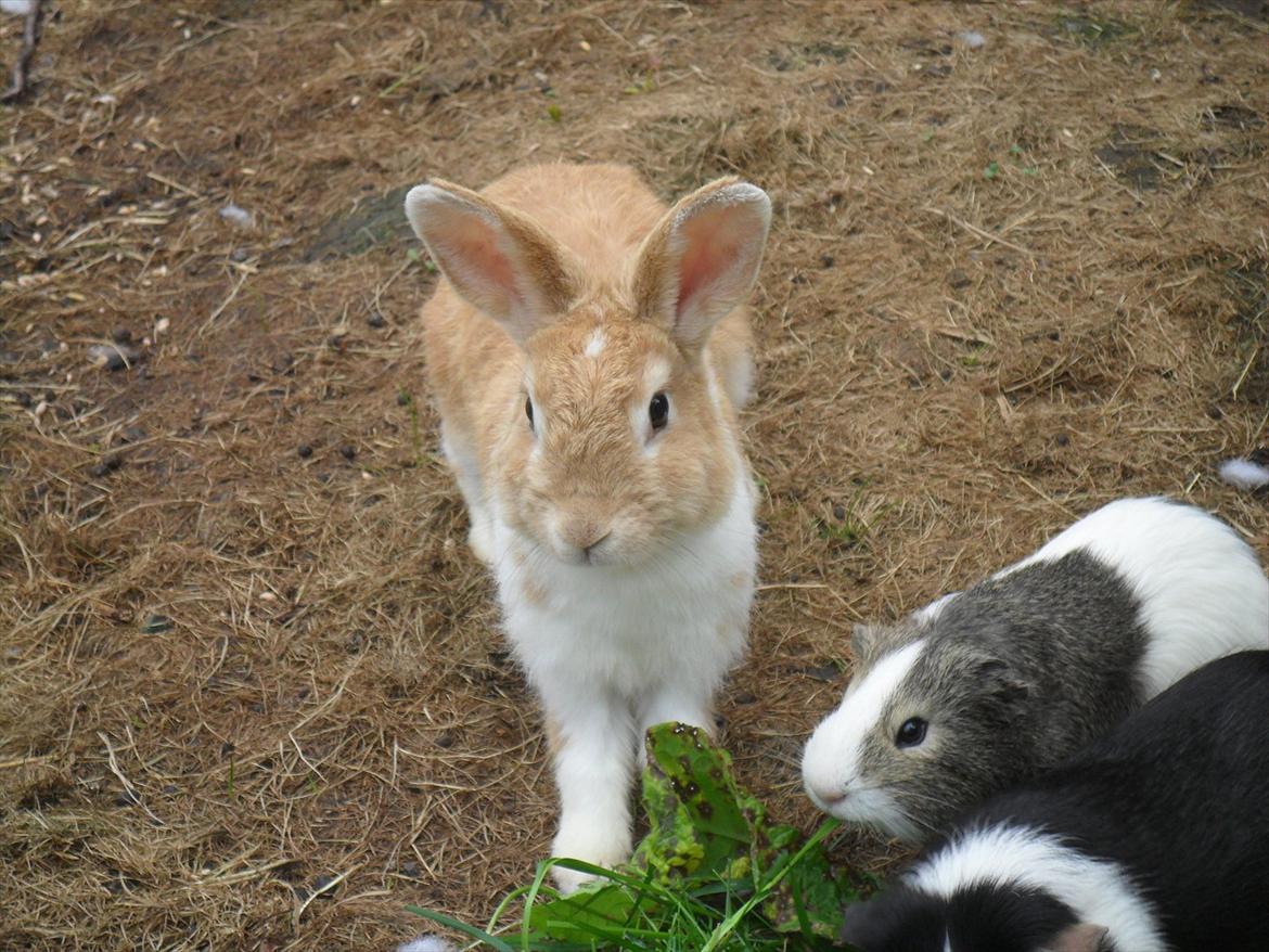 Kanin Noname<3*SAVNET* billede 2