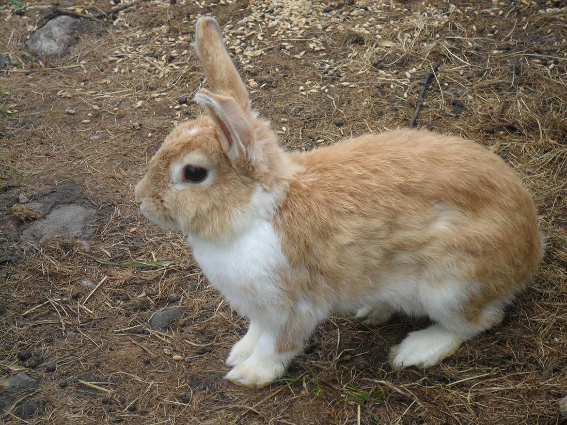 Kanin Noname<3*SAVNET* billede 3