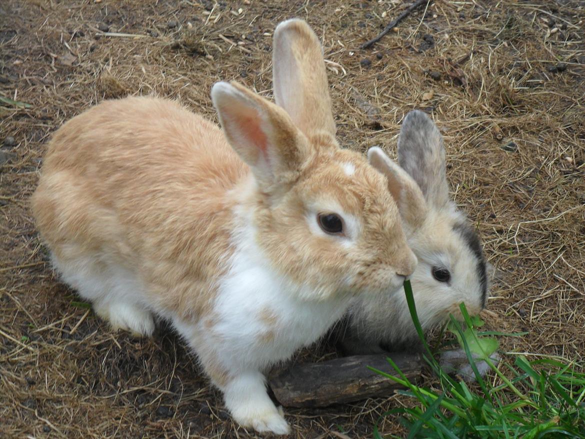 Kanin Noname<3*SAVNET* billede 6