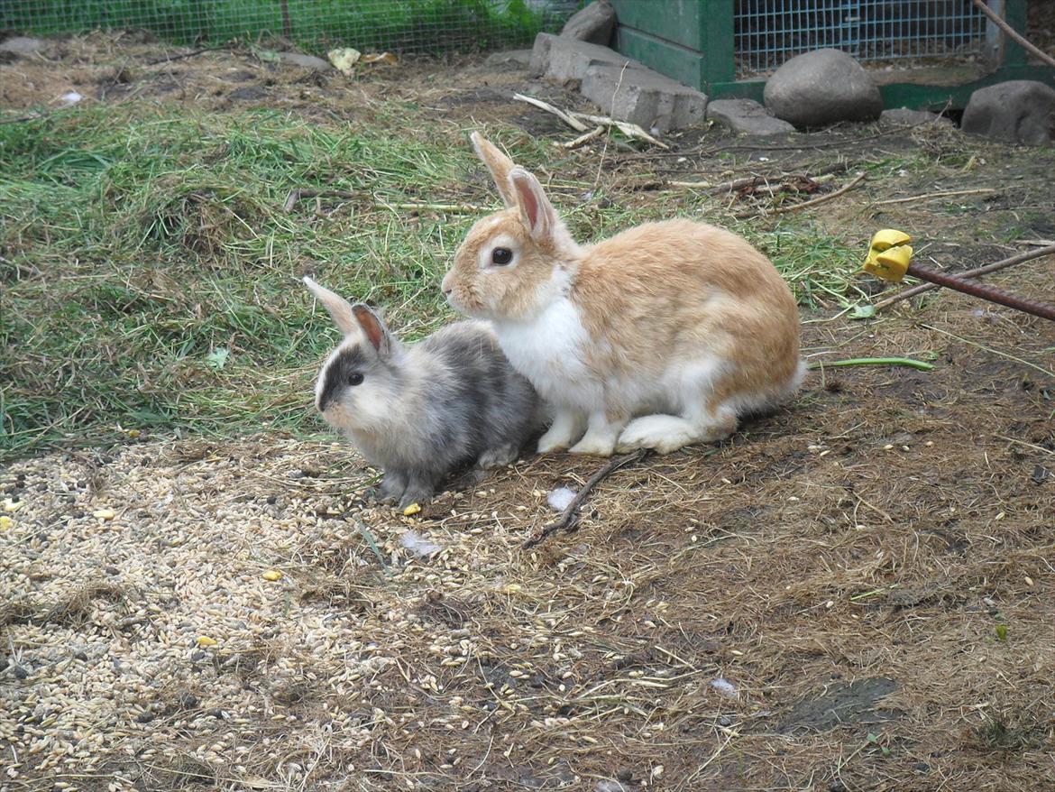 Kanin Noname<3*SAVNET* billede 7