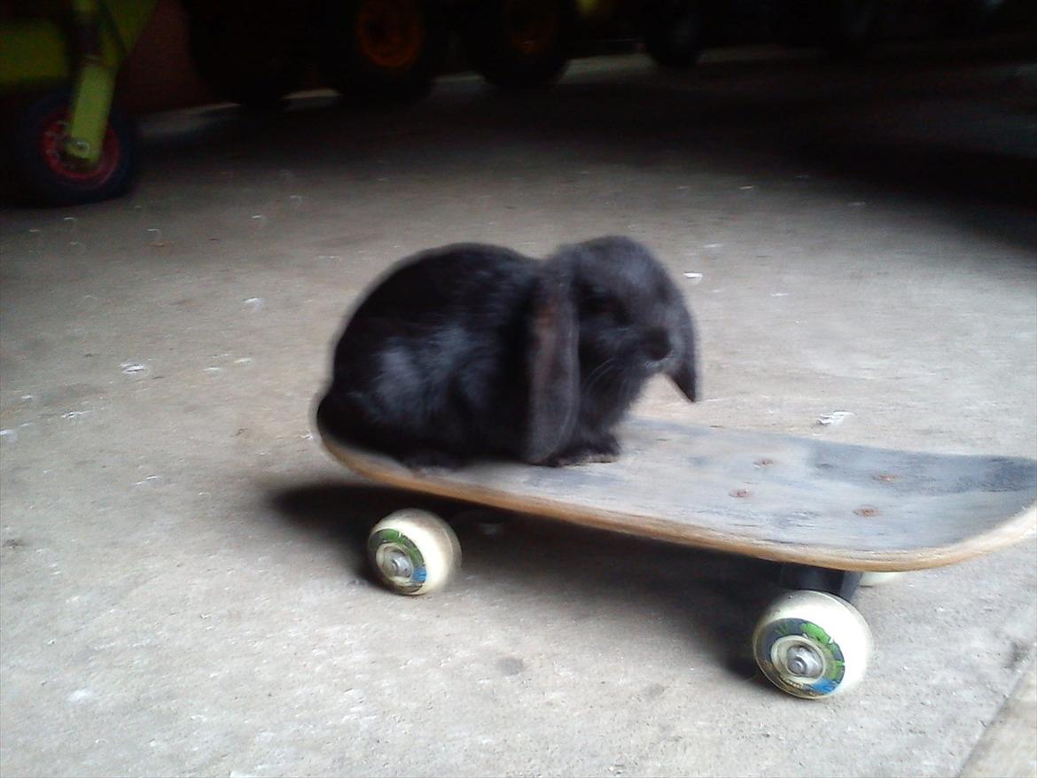 Kanin beauty my superwomen billede 1