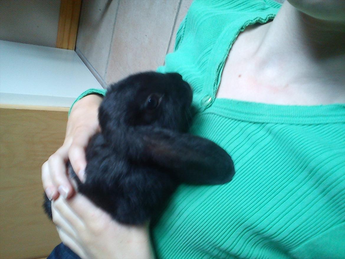 Kanin beauty my superwomen billede 2