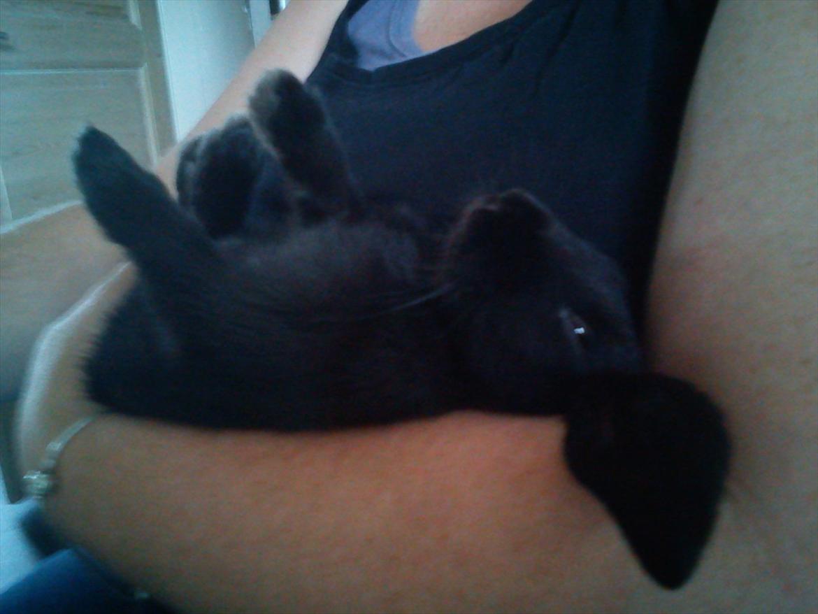 Kanin beauty my superwomen billede 3