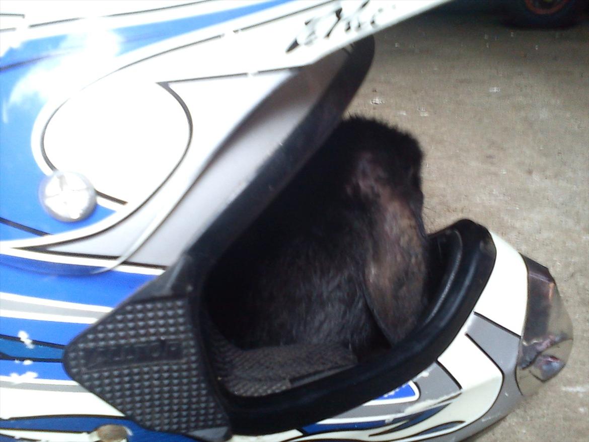 Kanin beauty my superwomen billede 4