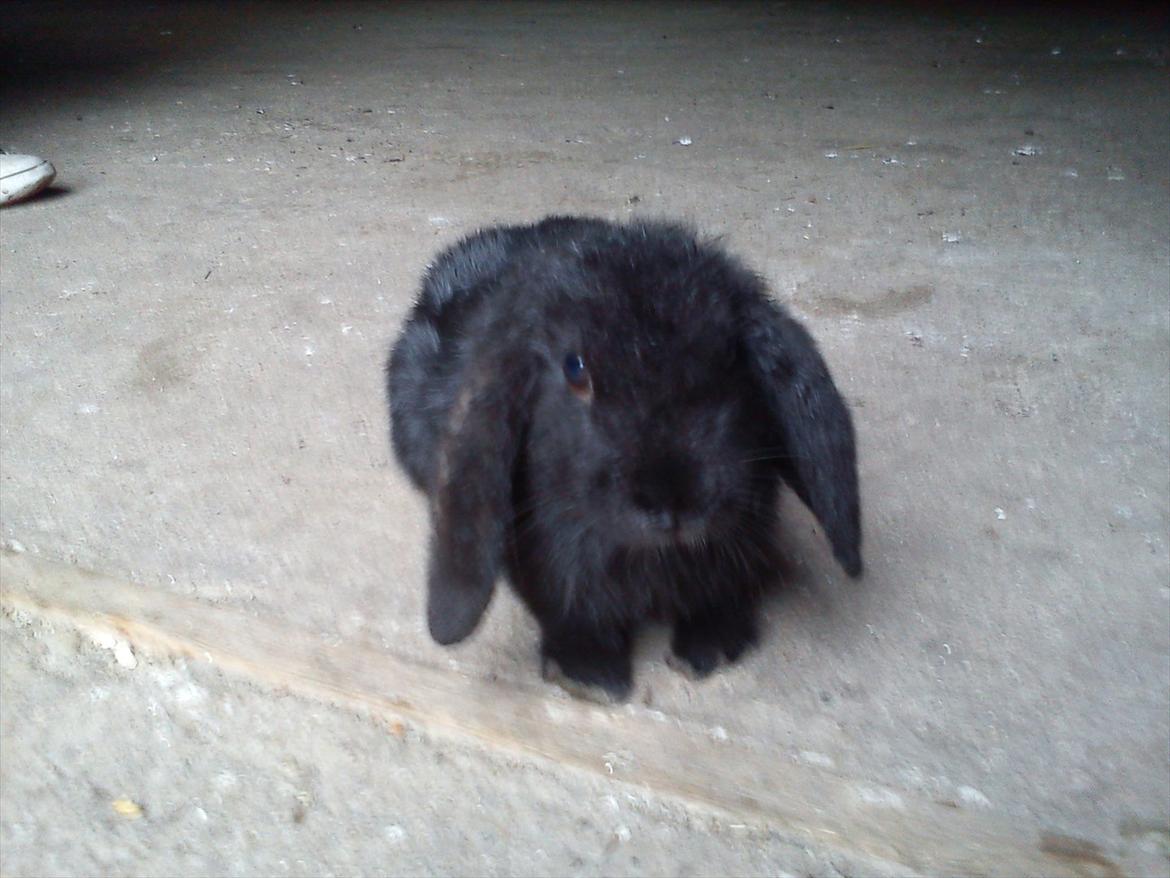 Kanin beauty my superwomen billede 5